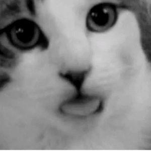 Meet your Posher, Henry